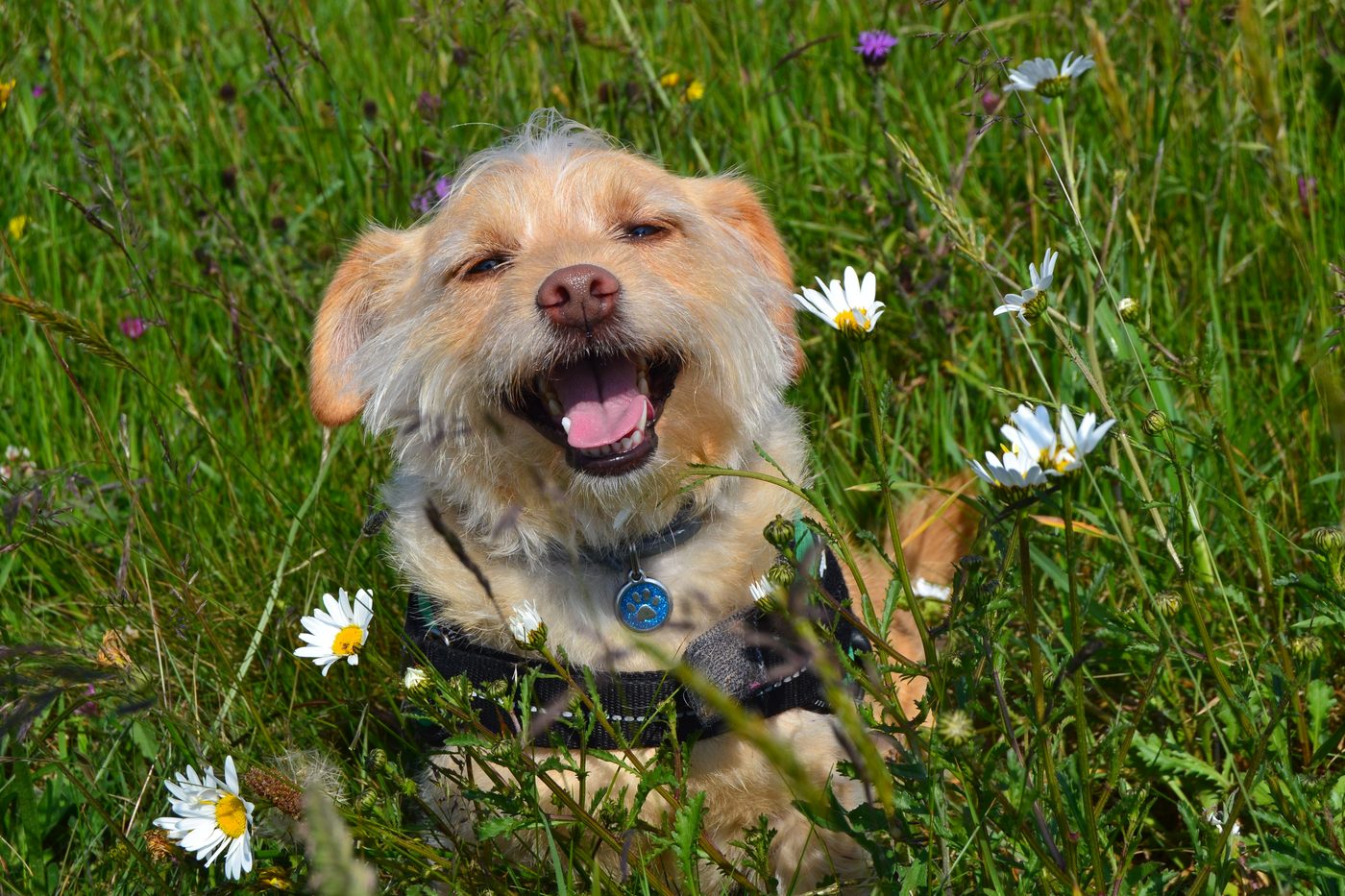 Benji, la mascota de Lu.Groom, riéndose en un campo de margaritas
