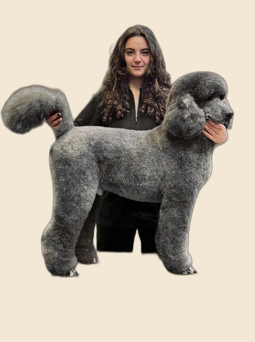 Caniche gigante