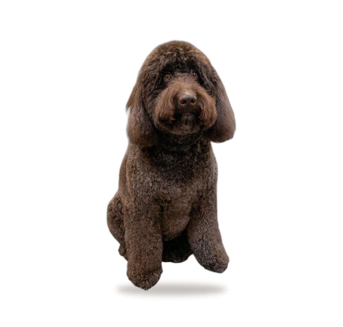 Labradoodle