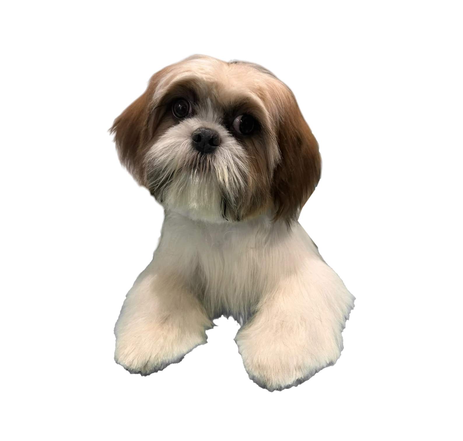 Shih-Tzu