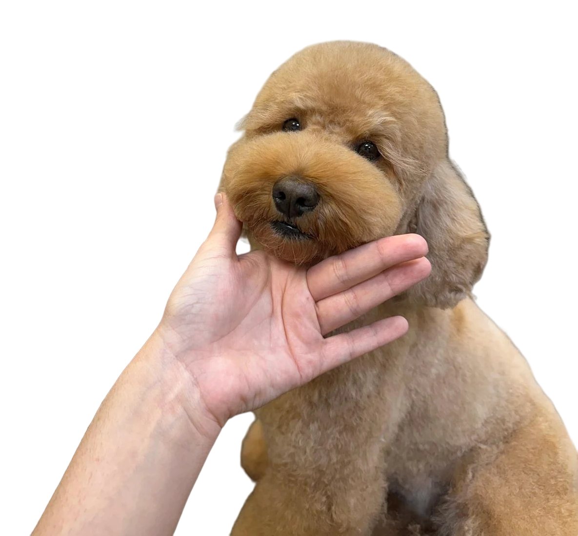 Caniche apricot